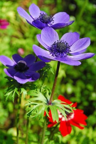 Anemone Coronaria De Caen Mr. Fokker Bulbs