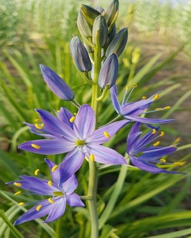 Camassia Orion