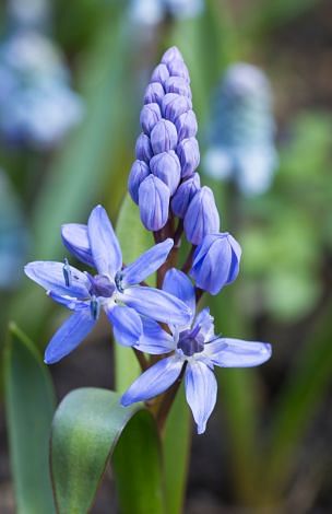 Scilla Bifolia