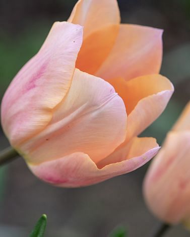 Tulip Apricot Beauty Bulbs