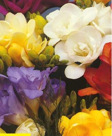 Freesia Double Mixture