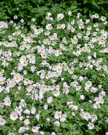 Anemone Nemerosa