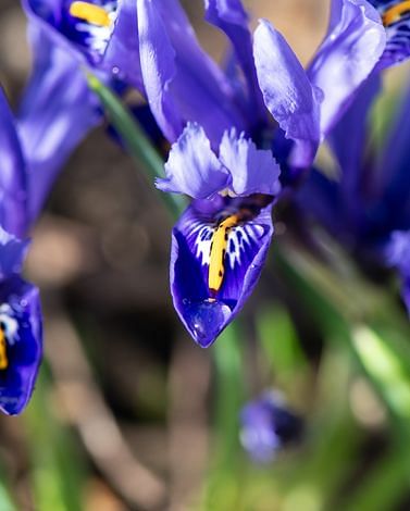Iris Reticulata Harmony Bulbs