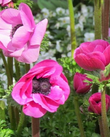 Anemone  De Caen Sylphide Bulbs