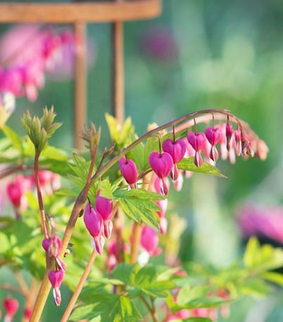 Dicentra Spectabillis (Lamprocapnos) Pink-White