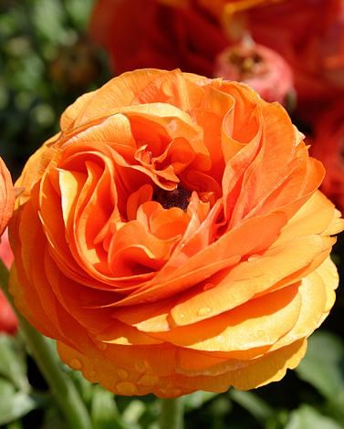 Ranunculus Aviv Orange