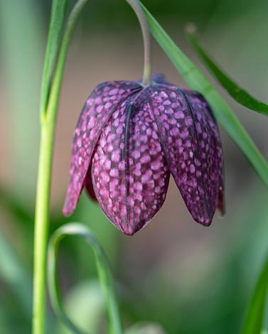 Fritillaria Meleagris