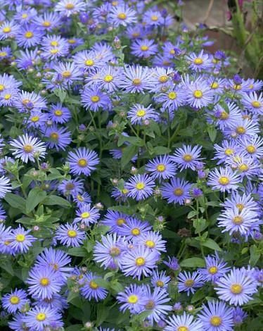 Aster Monch