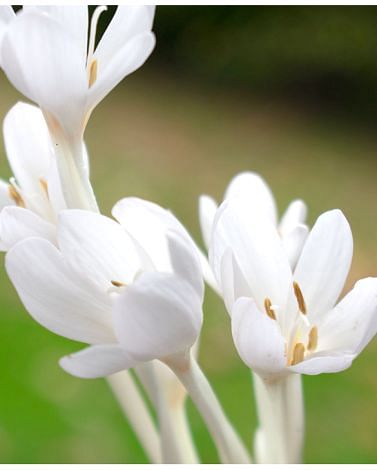 Colchicum Autumnale Album Bulbs