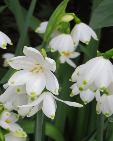 Leucojum Gravetye Giant Bulbs