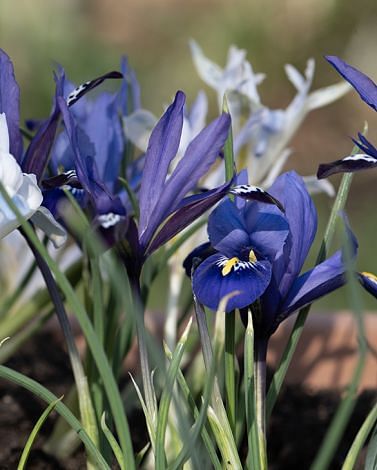 Iris Reticulata Species Mixture