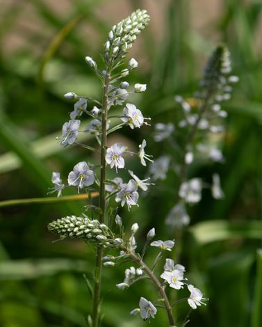 Veronica Gentianoides