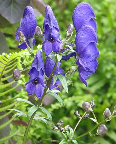 Aconitum Arendsii