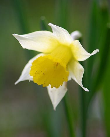 Narcissus Lobularis (Lent Lily) 6/7 Bulbs