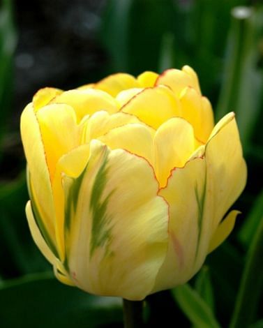 Tulip Akebono ® Bulbs
