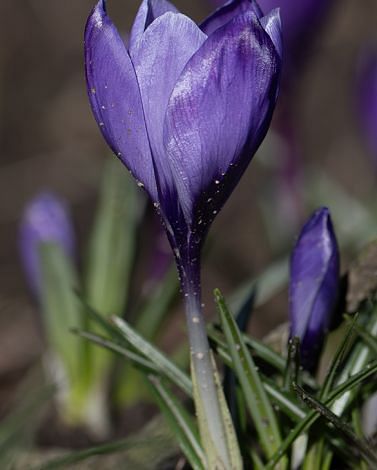 Crocus Grand Maitre