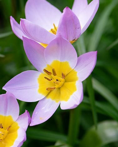 Tulip Bakeri Lilac Wonder