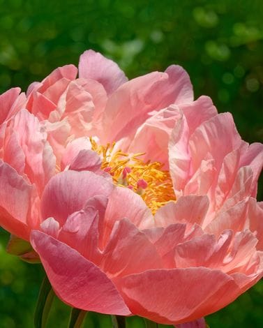 Peony Coral Charm Bulbs
