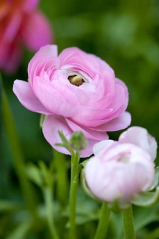 Ranunculus Rose Bulbs