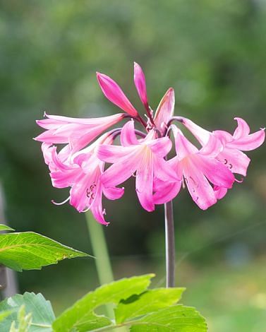 Amaryllis Belladonna Bulbs