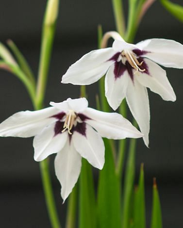 Acidanthera - Gladiolus Callianthus Murielae Bulbs