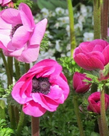 Anemone Coronaria De Caen Sylphide Bulbs