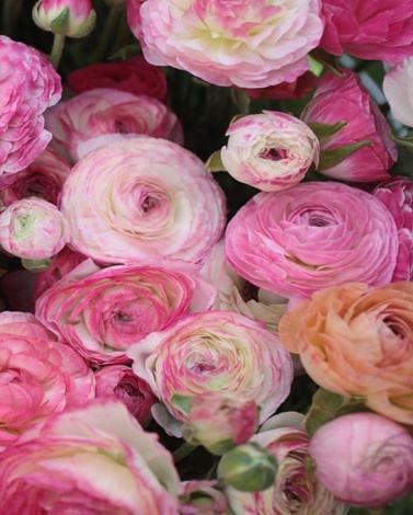 Ranunculus Aviv Picotee Pink Bulbs