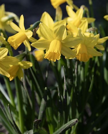 Narcissus Tête à Tête