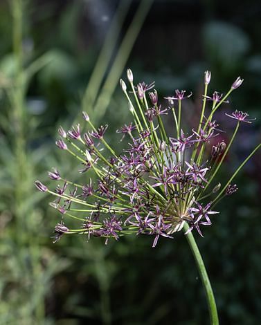 Allium Spider
