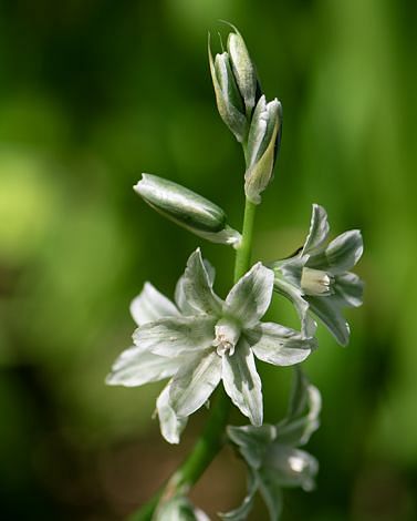 Ornithogalum Nutans