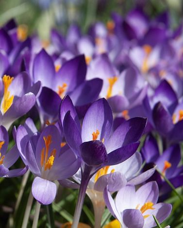 Crocus Tommasinianus