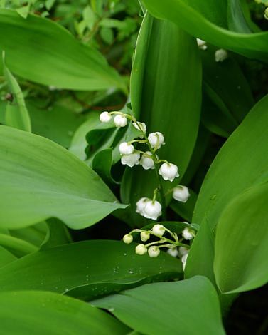 Convallaria Majalis (Lily of the Valley)