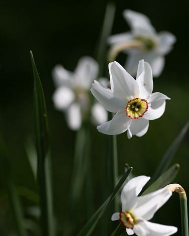Narcissus Recurvus (Pheasant Eye) Bulbs