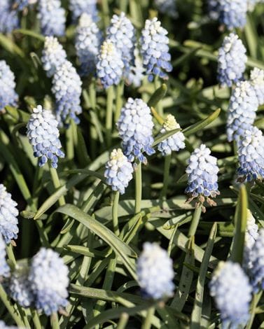 Muscari Armeniacum Valerie Finnis ® Bulbs