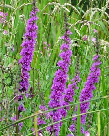 Lythrum Dropmore Purple