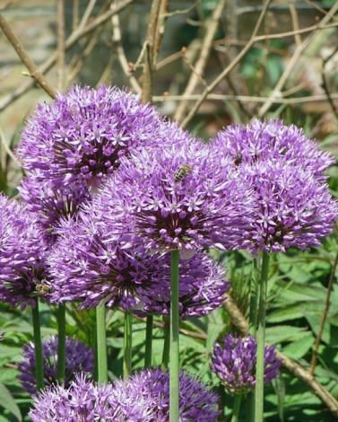 Allium Aflatunense