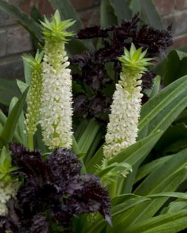 Eucomis Autumnalis Bulbs