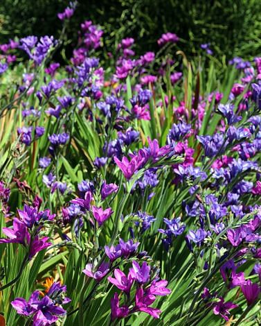 Babiana Stricta Bulbs