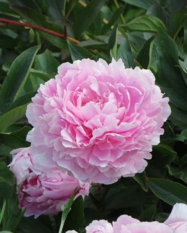 Peony Sarah Bernhardt Bulbs