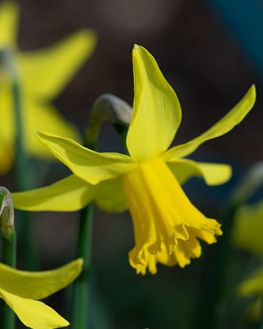 Narcissus February Gold