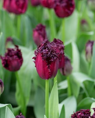 Tulip Labrador Bulbs