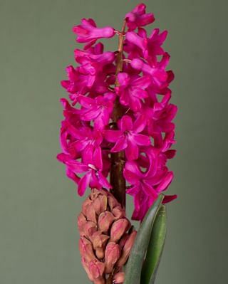 Prepared Hyacinth Jan Bos