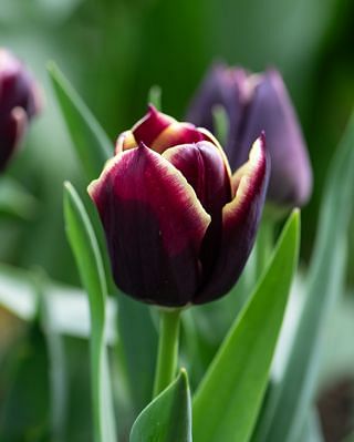Tulip Jackpot Bulbs