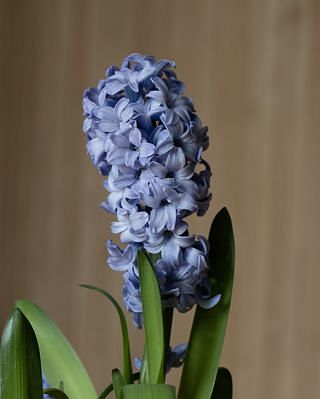 Prepared Hyacinth Delft Blue Bulbs