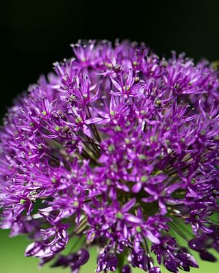Allium Purple Sensation
