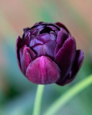 Tulip Black Hero