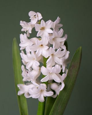 Prepared Hyacinth White Pearl Bulbs