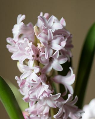 Prepared Hyacinth Anna Marie Bulbs