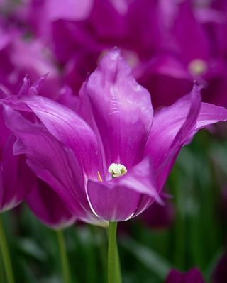 Tulip Purple Dream Bulbs