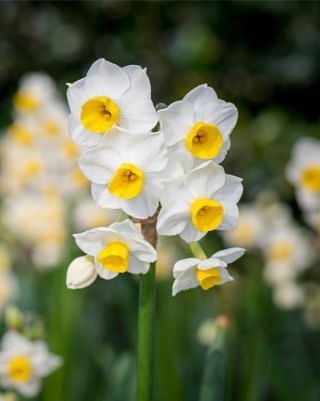 Indoor Flowering Narcissus Avalanche Bulbs